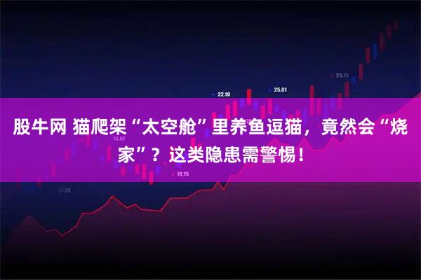 股牛网 猫爬架“太空舱”里养鱼逗猫，竟然会“烧家”？这类隐患需警惕！