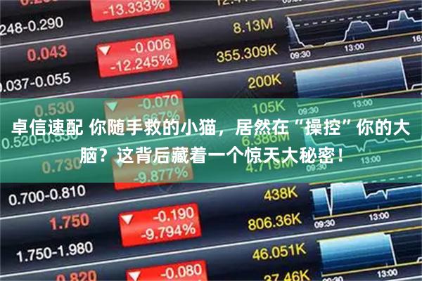 卓信速配 你随手救的小猫，居然在“操控”你的大脑？这背后藏着一个惊天大秘密！